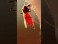 Warning: What Mosquitoes Do Under Your Skin Is Terrifying!