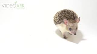 A long-eared hedgehog (Hemiechinus auritus) at the Wroclaw Zoo.