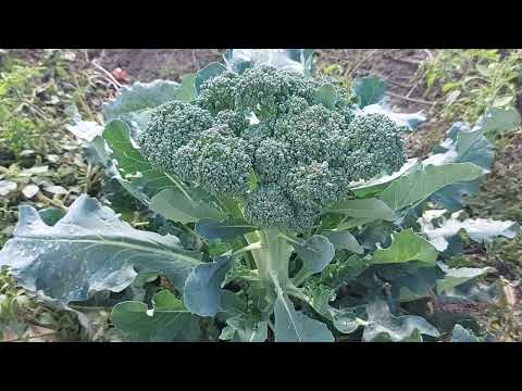 Video: Cum să crești broccoli – Cultivarea broccoli în grădina ta