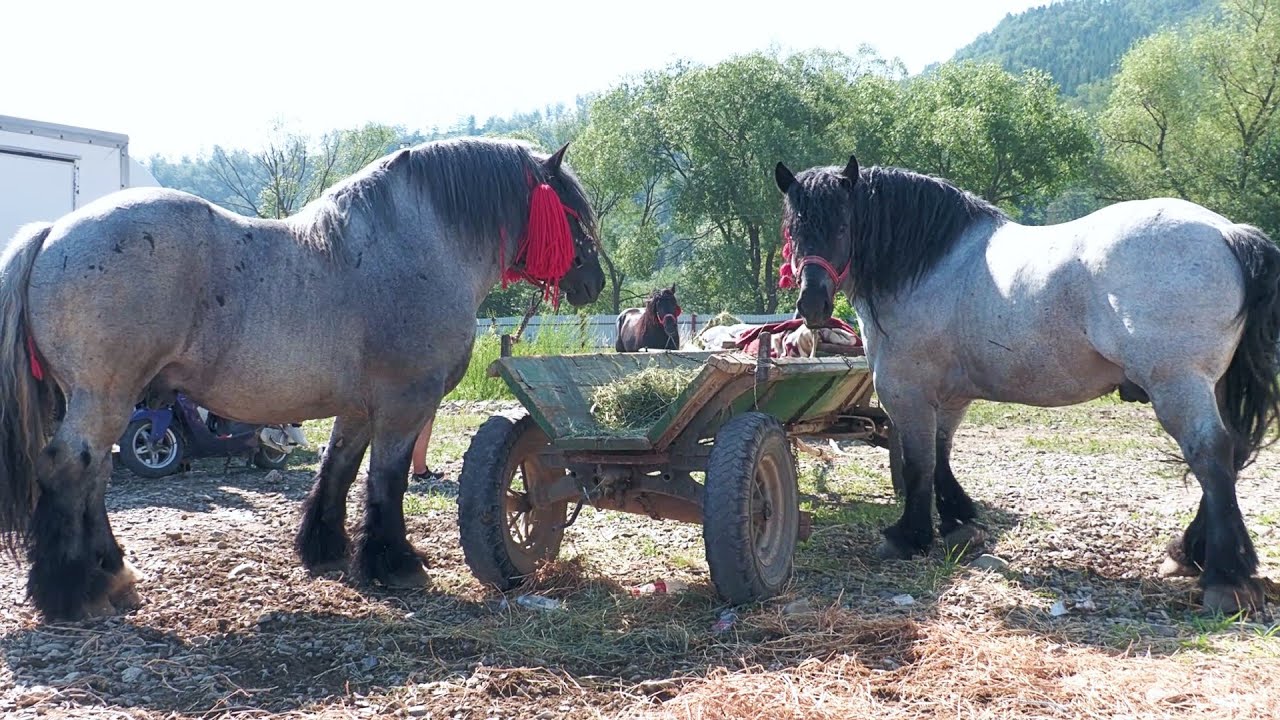 Târg de cai Gura Humorului - Bucovina 8 Iulie 2025
