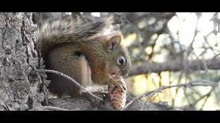 Various types of squirrels