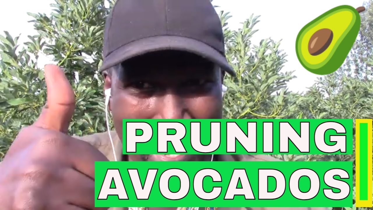 How To PRUNE Avocado Trees | WOW Amazing Growth | IMPORTANT Healthy Farm/Orchard Hygiene Management