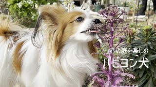 ハローキティ 子犬の散歩 パピヨン mqdefault.jpg