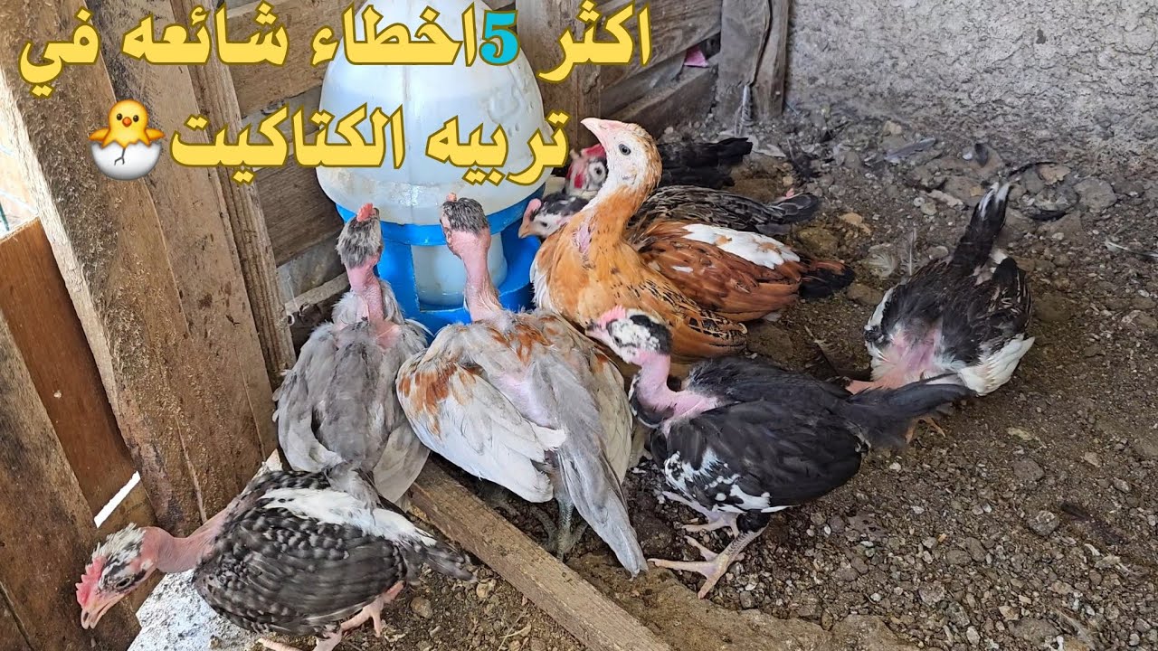 اكثر 5 اخطاء يقع فيها المبتدأ في تربيه الكتاكيت🐣