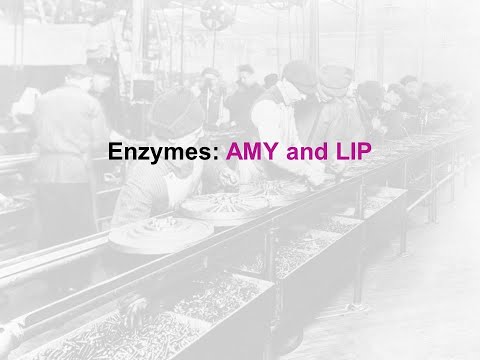 Enzymes Amylase and Lipase - clinical chem lab tests review