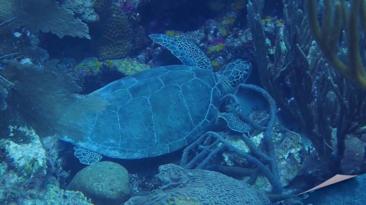 camera iphone 8 plus apk Green Turtle Video