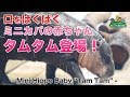 ニフレル ミニカバの赤ちゃんタムタム登場 - Mini Hippo Baby &quot;Tam Tam&quot; -