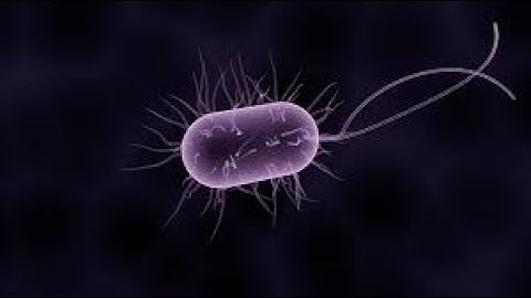 Bacteria (Refresher course Module)
