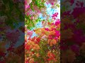 ফুলের রাজ্য || বাংলা গান || ফুলের ভিডিও || #banglasong #music #ফুলেররাজ্য