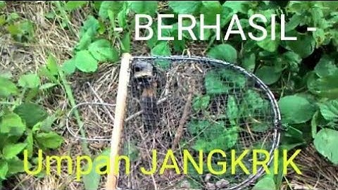 Jebakan burung tanpa pikat ...