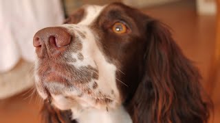 The Benefits of English Springer Spaniels in Canine Assisted Therapy Programs