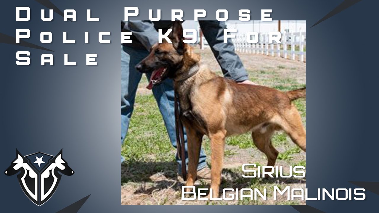 Police K9 Sirius - *SOLD* - Dual Purpose Police K9 - Complete Canine Training