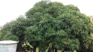 TOP OF A MANGO TREE (RELAXING WIND + RAIN SOUNDS) Soothing Rainfall On Mango And Coconut Trees