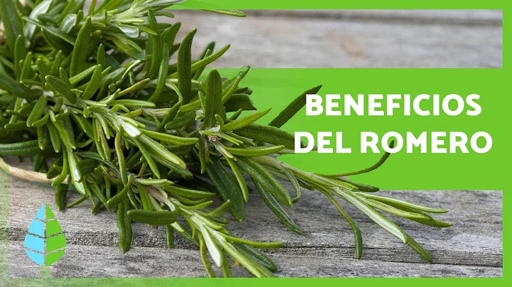 Para qu sirve el ROMERO?  Propiedades y BENEFICIOS