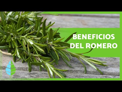 ¿Para qué sirve el ROMERO? 🌿 Propiedades y BENEFICIOS 💚