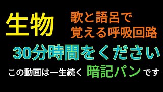 【高校生物】呼吸回路が脳味噌に埋め込まれる動画【語呂合わせ/覚え歌】