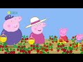 Peppa Pig   S06E16   Strawberries