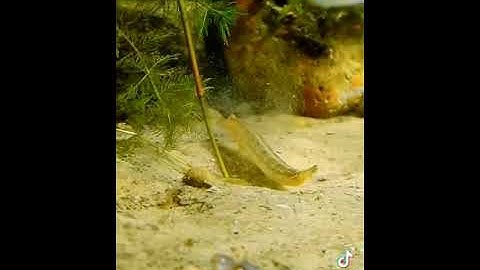 Cận Cảnh Ấu Trùng Chuồn Chuồn