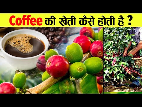 वीडियो: कॉफी - घर पर एक पौधा