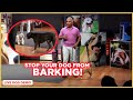 How to Stop Your Dog From Barking w/ Cesar Millan! (Dog Nation Shorts)