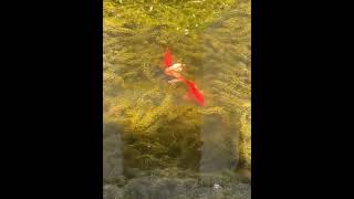 The Ranchu goldfish in the release pond are in great condition. #goldfish #fish #cute #koi #pets