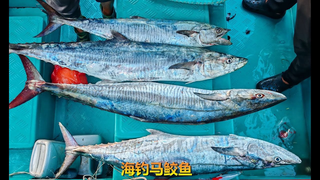 海钓马鲛鱼，我的钓鱼日记902期