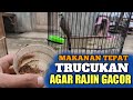 Makanan Burung Trucukan Yang Tepat Agar Rajin Berkicau Bahkan Gacor