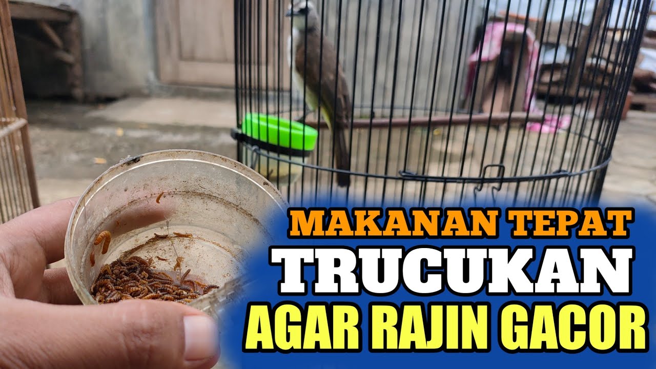 Makanan Burung Trucukan Yang Tepat Agar Rajin Berkicau Bahkan Gacor