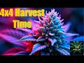 Harvest Time in the 4x4 – Hi-C, D-Nice & Stevie J Get Chopped | White Leaf Khronicles”