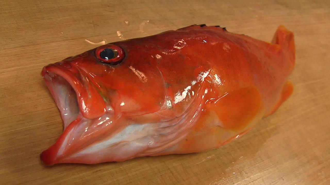 アカハタのさばき方 薄造りの刺身と握り寿司の作り方 How To Fillet A Blacktip Grouper And Make Sushi And Sashimi Youtube