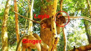 OMG !! Monkey Ginger attack the monkey Leyla, for the purpose of carrying a baby Lucas