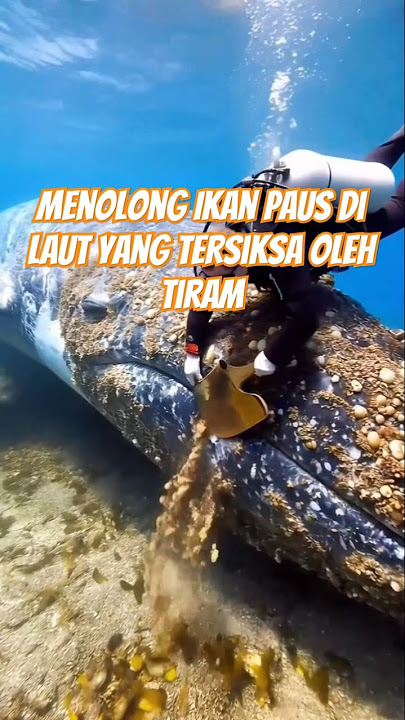 Download lagu Ikan Paus Yang Tersiksa | Kegiatan Relawan #feedshorts #animals @albar-ov8lx-q9t