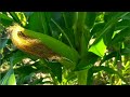 Cómo cultivar y cosechar maíz🌽 propiedades de las panochas