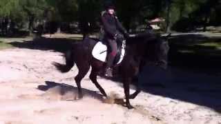 Equitação Livre Mariana Morais