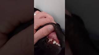 Patterdale From Babyteeth To Adult Teeth Exchanging Fell Terrier Puppy Bsl Estacado