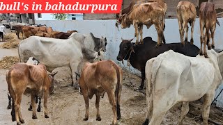 bade janwar for sale in bahadurpura near deccan bakery | bull's available in bahadurpura Hyderabad