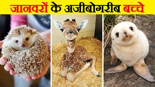 इन जानवरों के बच्चों को कभी नहीं देखा होगा | How do Animals Infant Look? | Beautiful Animals Infant