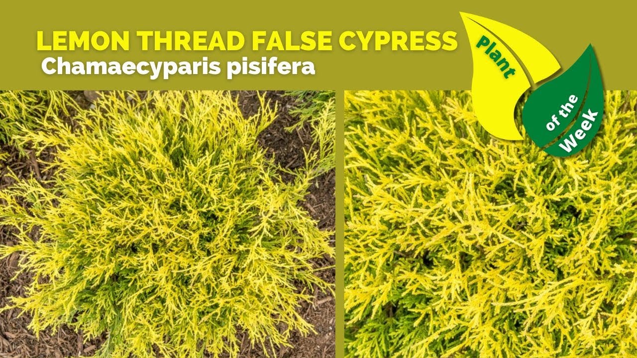 LEMON THREAD FALSE CYPRESS | Chamaecyparis pisifera