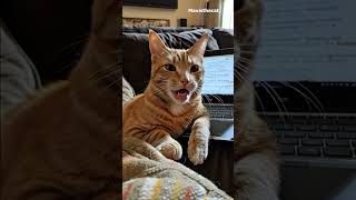Tomorrow is the day… until it isn’t 😂 #catvlog #cat #catshorts #catblogger