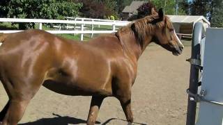 Trick Horse Opens and Closes Gates on Command