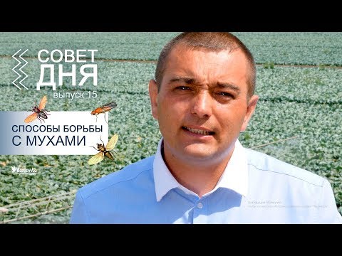 Способы борьбы с капустной, морковной и луковой мухами | Совет Дня  15 выпуск | Сергей Футей