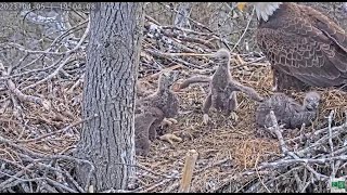 Dulles Greenway Eagle Cam: The Eaglet Wrestling Match by C Mitchell 7,464 views 1 year ago 2 minutes, 17 seconds