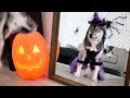 I Left My Huskies Home Alone On Halloween Night..