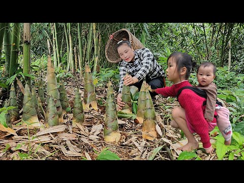 In the days leading up to the Lunar New Year. MAI harvests  sweet potato garden to process and sell.