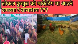 लोकल कुखुरा को मार्केट कस्तो छ त /local kukhura ko market /local kukhura paln poultry nepal tv