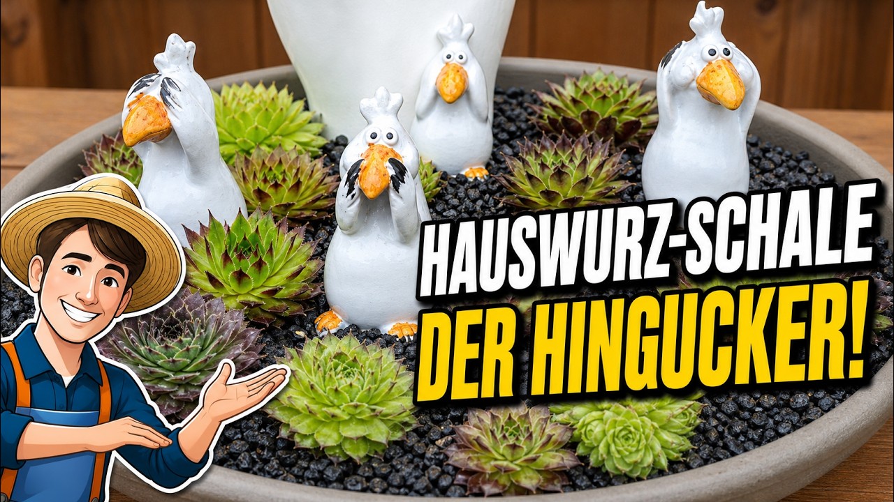 Hauswurz-Schale bepflanzen: Deko-Idee für draußen (Colomi)