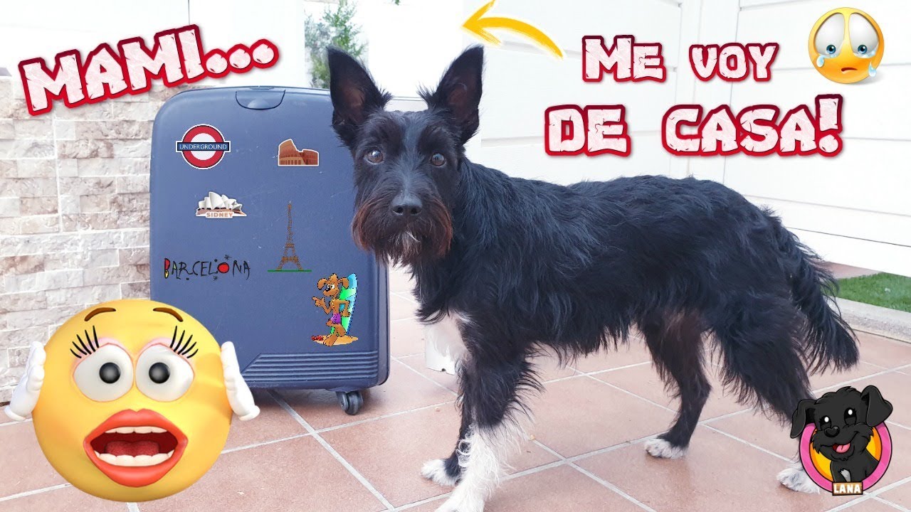 MI PERRO SE VA DE CASA! Broma Épica de Lana a su Mami