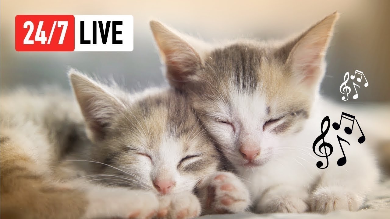 在 YouTube 上观看 Music for Cats 🔴 Calm Cat Music for Sleep, Mood and Anti-Anxiety 24/7