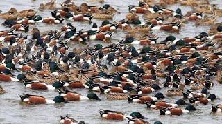 Northern Shovelers Swimming | Duck Swimming | Duck Feeding | Northern Shovelers Flying by BEAUTIFUL WORLD 1,280 views 1 year ago 2 minutes, 4 seconds