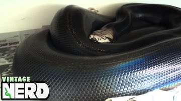 GIANT Black Golden Child